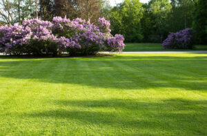 Freshly mowed lawn - professional lawn care service